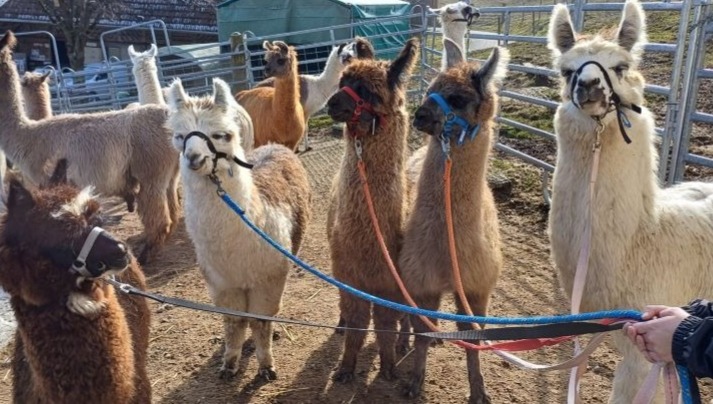 Zuepfe gebacken 8-teilig und 2-teilig
